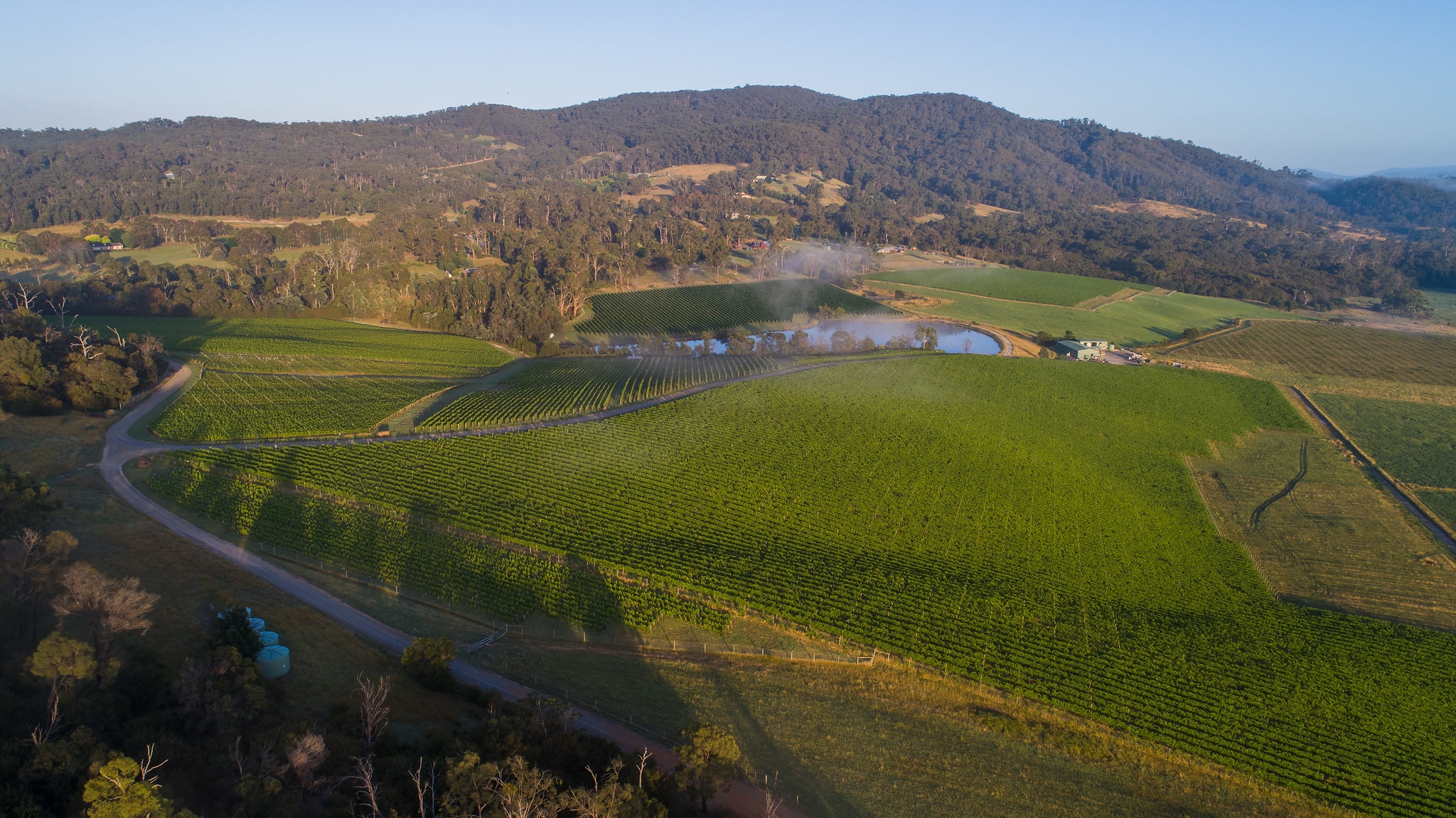 Morning aerial view of Thousand Candles vineyard